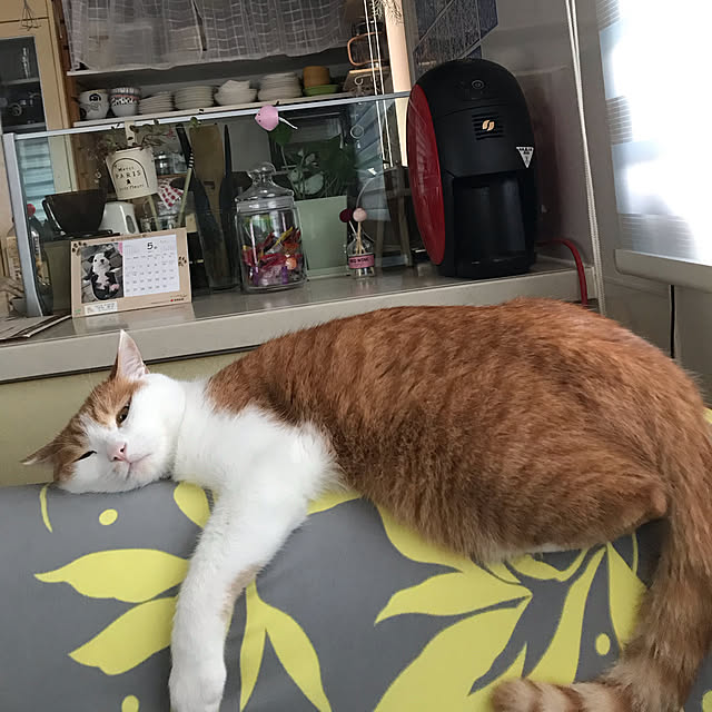 Toyomiさんの実例写真