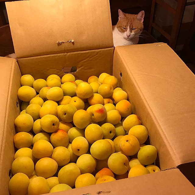 sakurasakuさんの実例写真