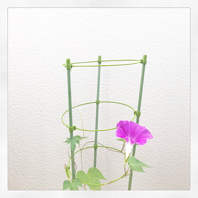 itoさんの実例写真