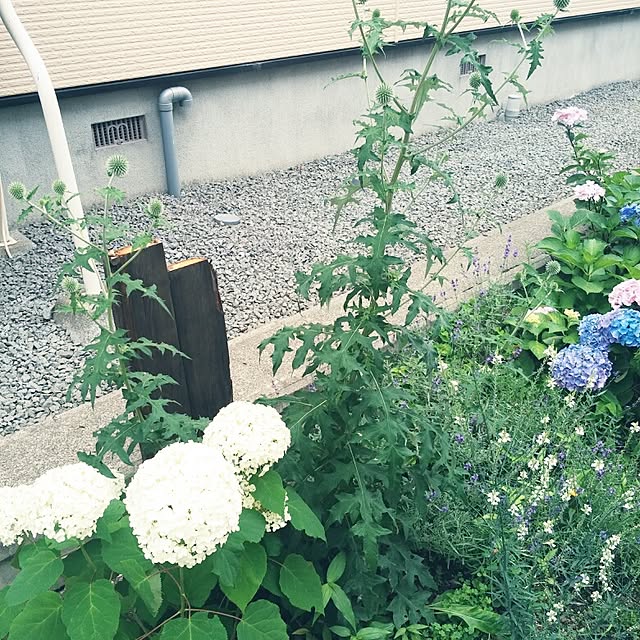 ayuminさんの実例写真