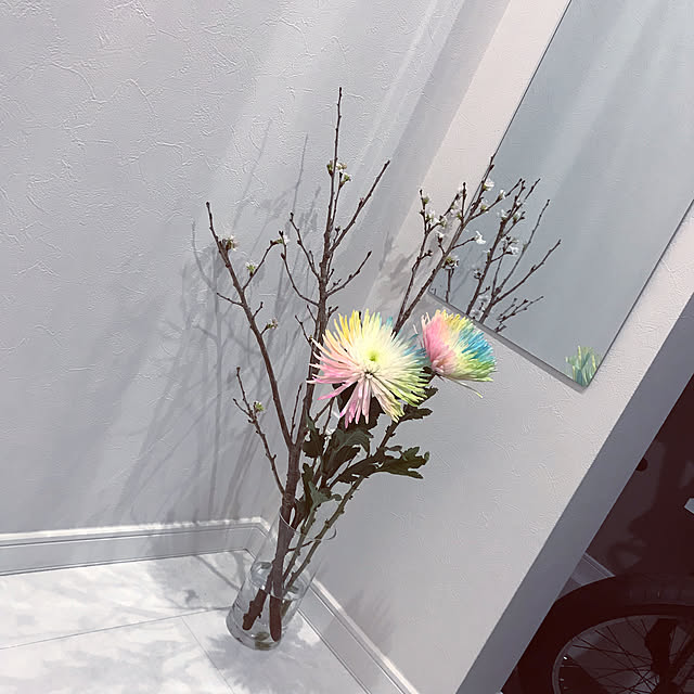 gypsophila_elegansさんの実例写真