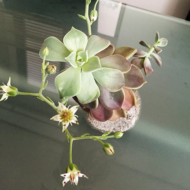 リビング/多肉植物/ハンドメイド/観葉植物のインテリア実例 - 2016-03-10 13:00:27