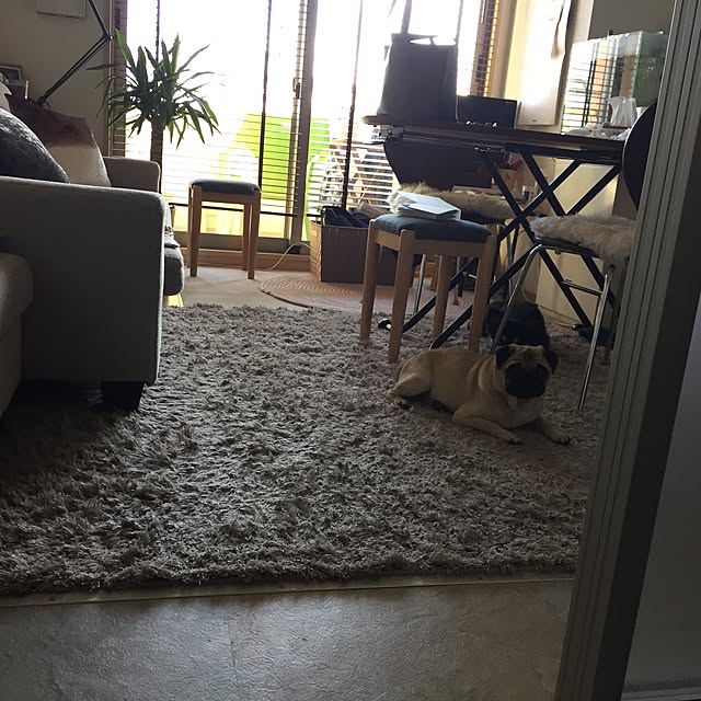 wadanorikodayoさんの実例写真