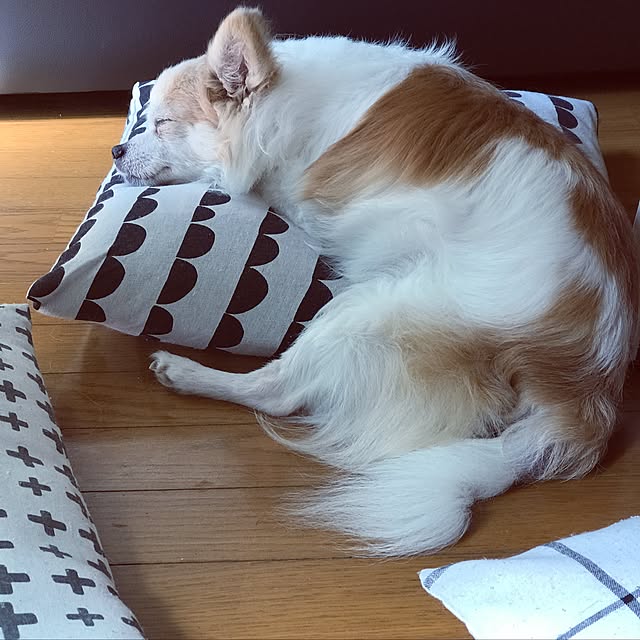 seroriさんの実例写真