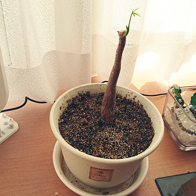chanさんの実例写真
