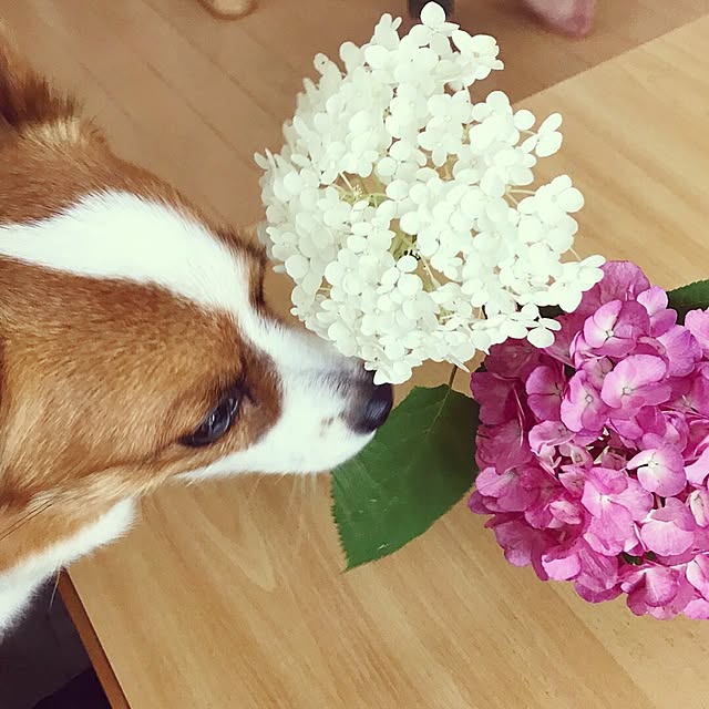 milkさんの実例写真