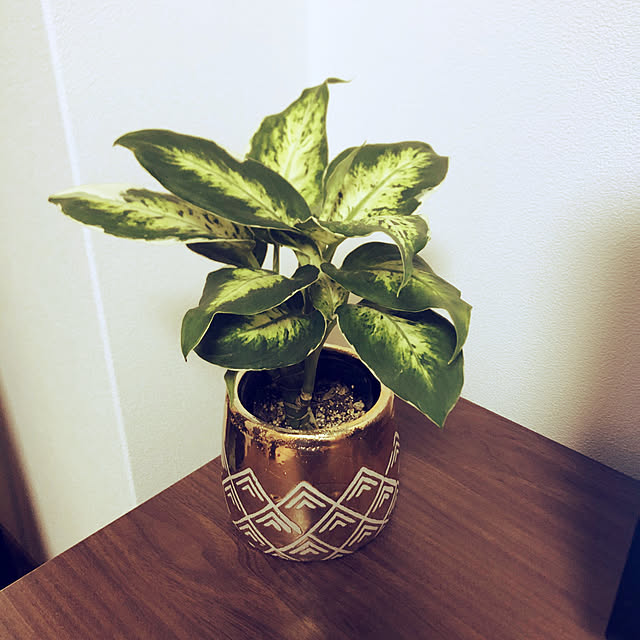 観葉植物/レトロ/一人暮らし/花のある暮らし/ナチュラル...などのインテリア実例 - 2020-08-15 23:02:30