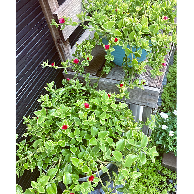 CoCo0617さんの部屋