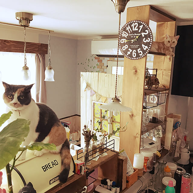 bambi_eyeさんの実例写真