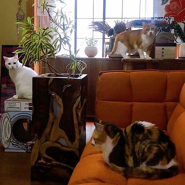 nyanko-beamさんの実例写真
