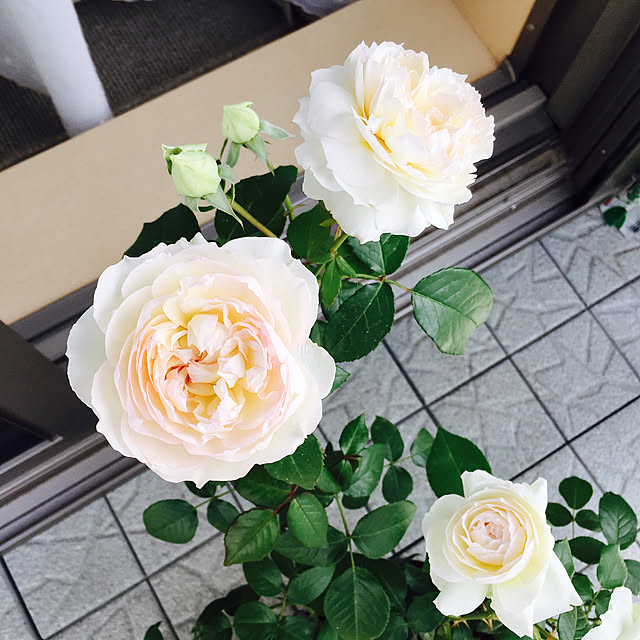yakitoripieさんの実例写真