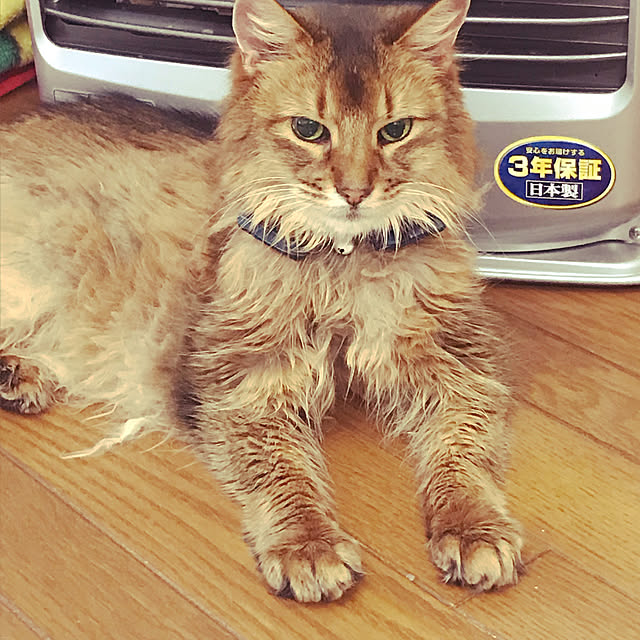 yukarinさんの実例写真