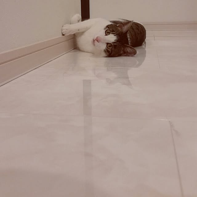 runayucoさんの実例写真