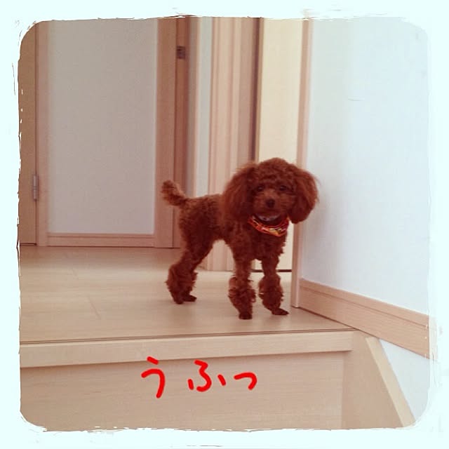 cocoさんの実例写真