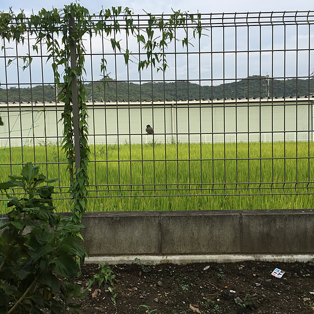 odekoさんの実例写真