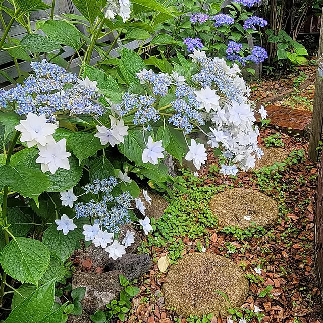 clematis_mischaさんの部屋