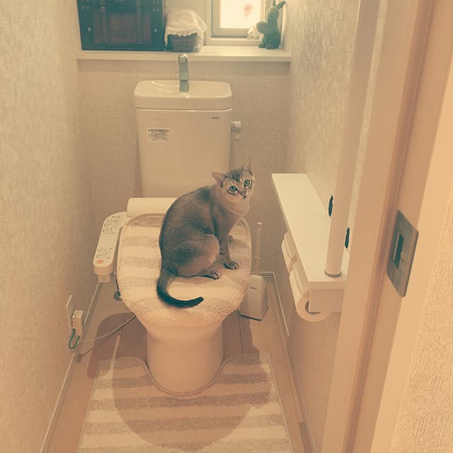 miwaさんの実例写真
