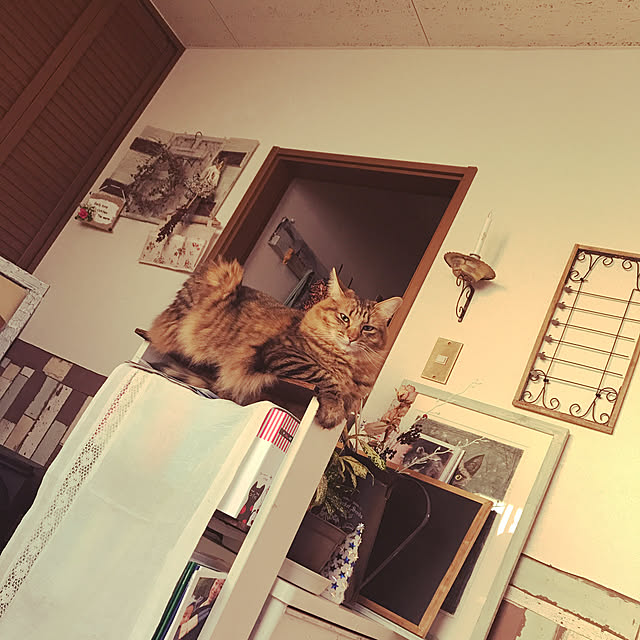 coconyantaさんの実例写真