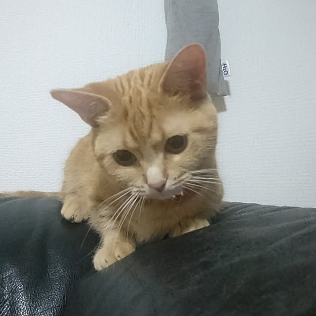 shinobuさんの実例写真