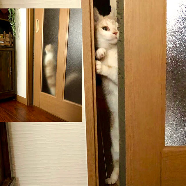 aiaiさんの実例写真
