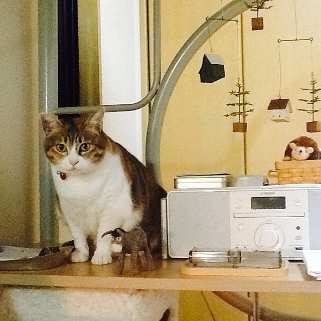 Mikaさんの実例写真