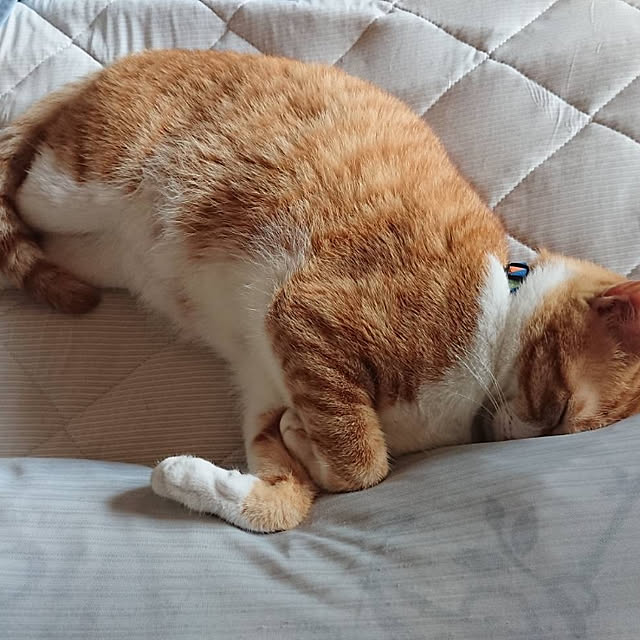 akiさんの実例写真