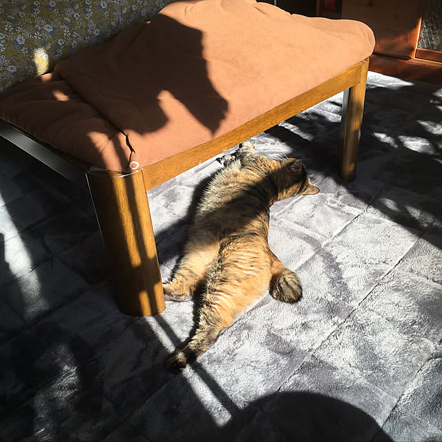 syutanさんの実例写真