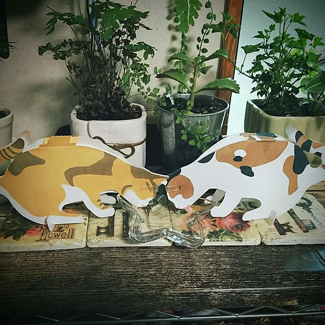 yoshieさんの実例写真