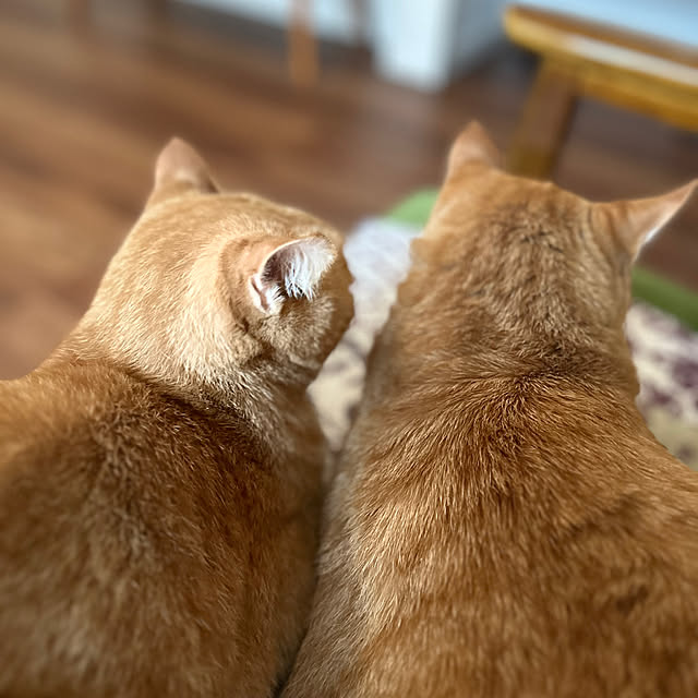 mikeume7さんの実例写真