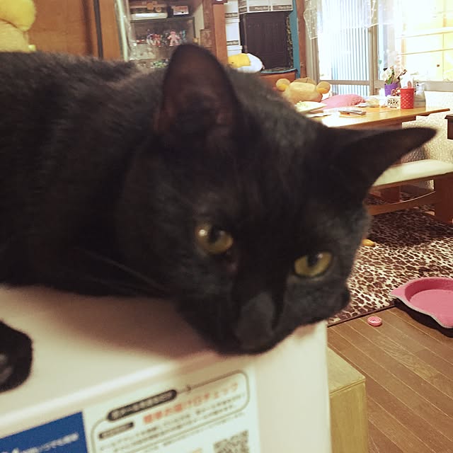 vivienne.coco-keiさんの実例写真