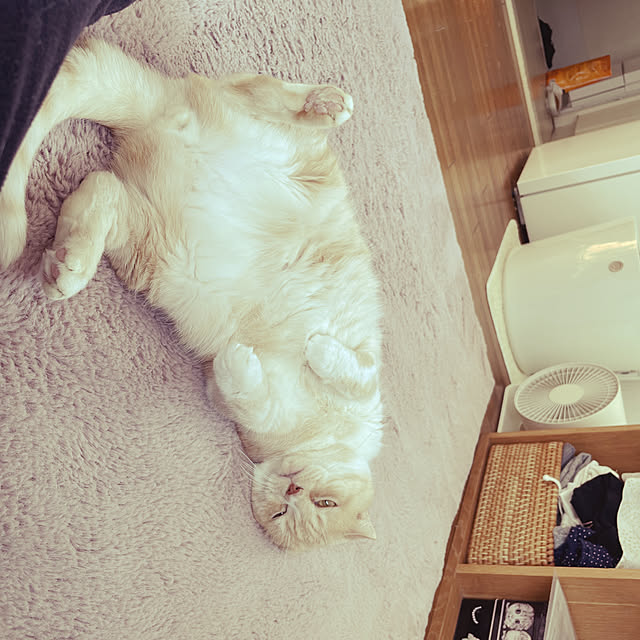 lippieさんの実例写真