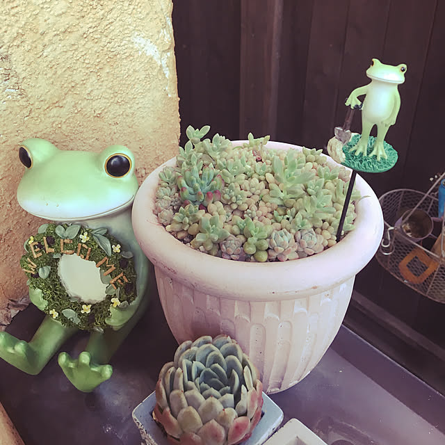 taniikuさんの実例写真