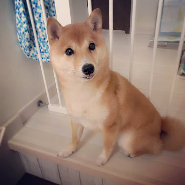 suzyさんの実例写真