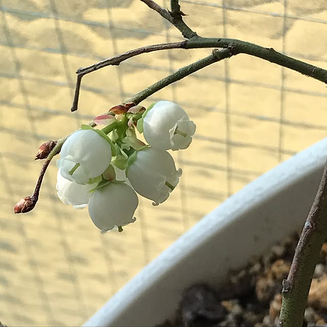 kokoroさんの実例写真