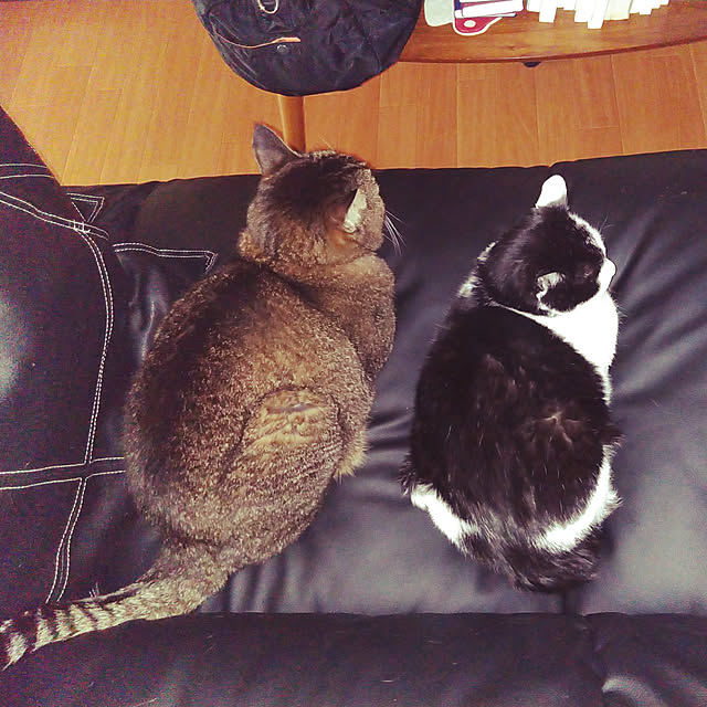 catloveさんの実例写真
