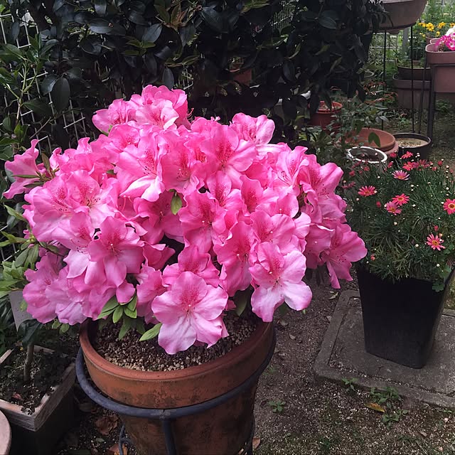 Sakura_hanaさんの実例写真