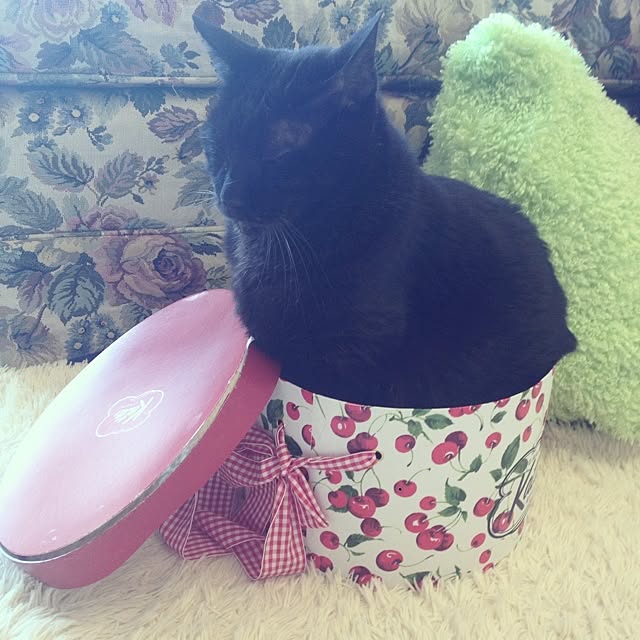 Tippiさんの実例写真