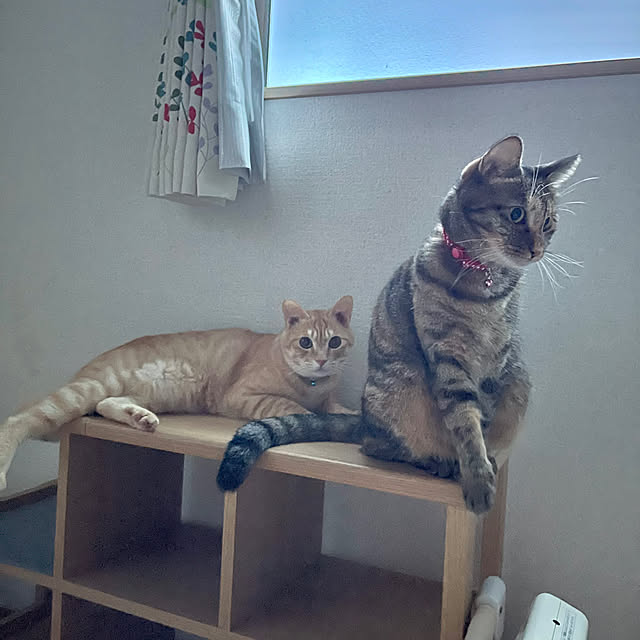 chiiさんの部屋