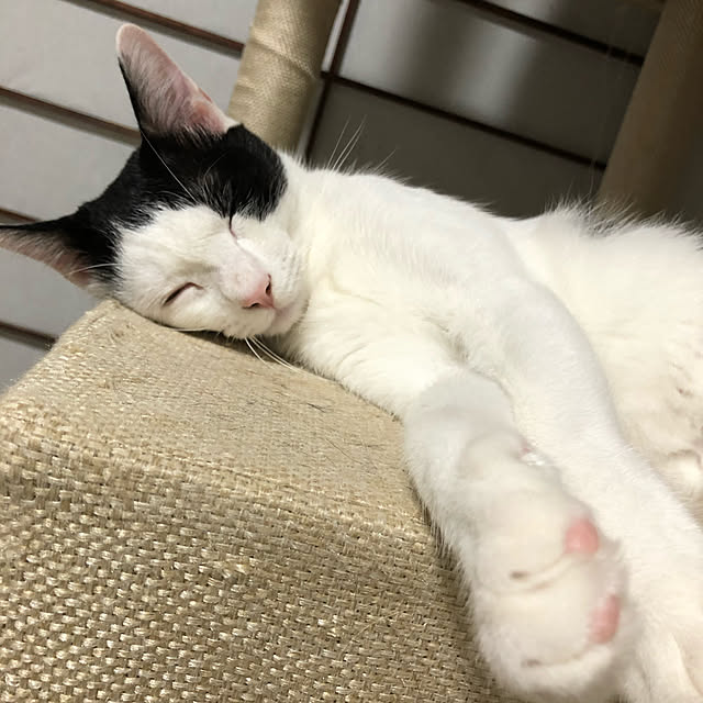 milkさんの実例写真