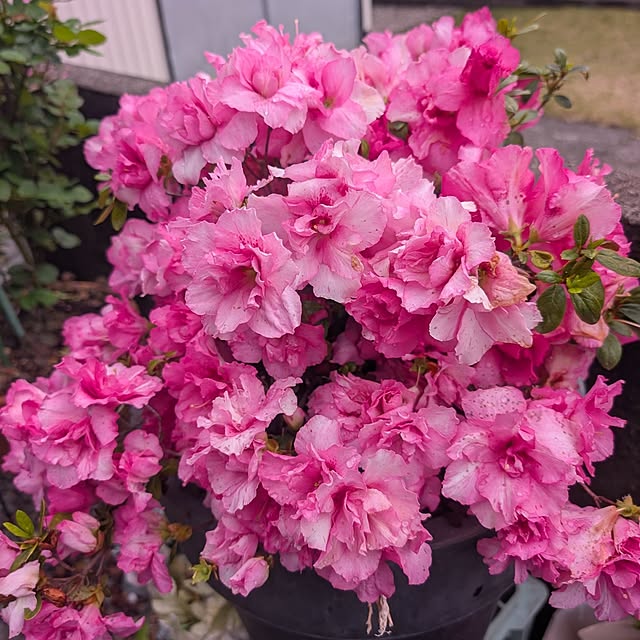 babaさんの実例写真