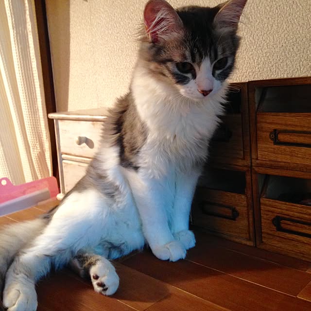 実例写真