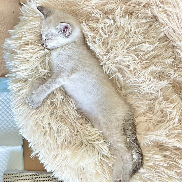 amさんの実例写真