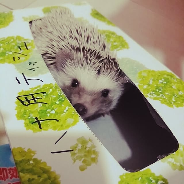 kuruさんの実例写真