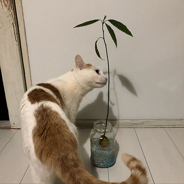 arayanさんの実例写真