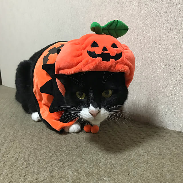 mtkさんの実例写真
