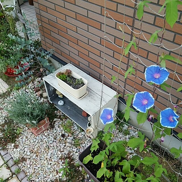 miiさんの実例写真
