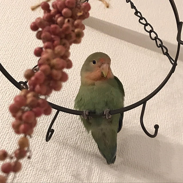 kohaさんの実例写真