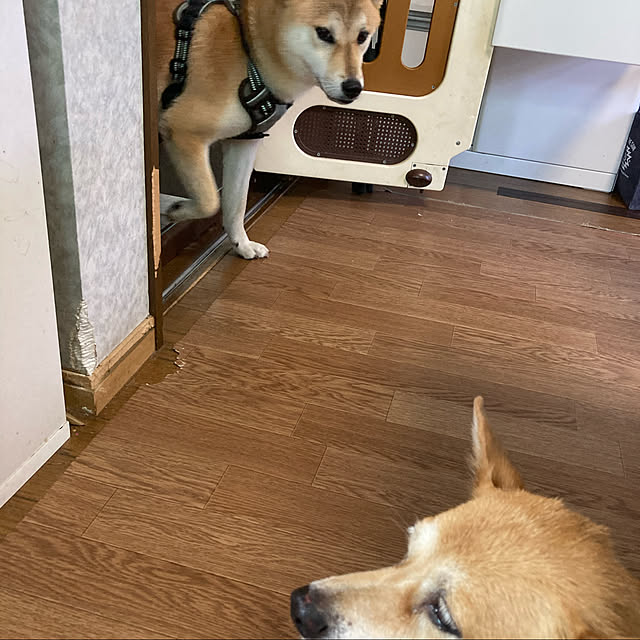 luckyさんの実例写真
