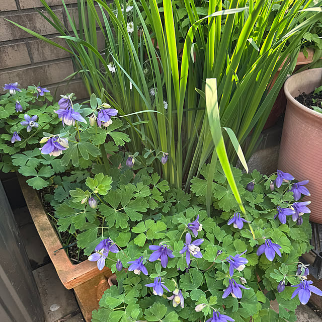 mamizaさんの実例写真