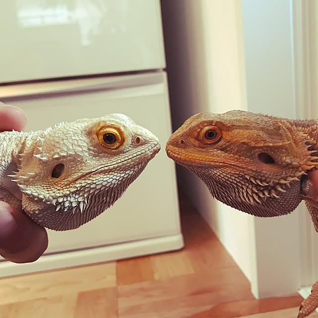 japitonさんの実例写真